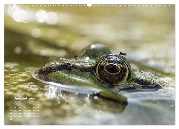Produktbild: Gl&uuml;ckliche Fr&ouml;sche (Wandkalender 2026 DIN A2 quer), CALVENDO Monatskalender