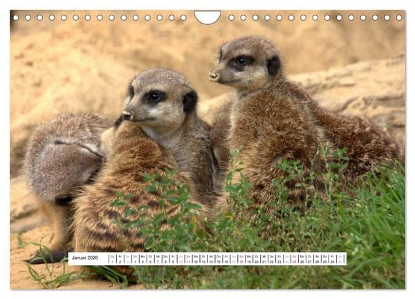 Produktbild: Erdm&auml;nnchen - Die Kobolde im Tierreich (Wandkalender 2026 DIN A4 quer), CALVENDO Monatskalender