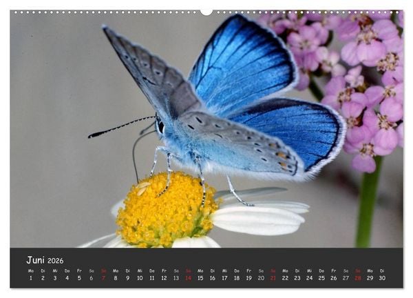 Produktbild: Wundersch&ouml;ne Schmetterlinge (hochwertiger Premium Wandkalender 2026 DIN A2 quer), Kunstdruck in Hochglanz
