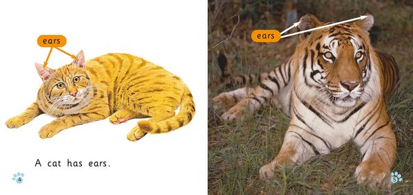 Produktbild: BIG CAT - CATS