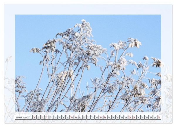Produktbild: Jeden Monat in der Natur (Wandkalender 2026 DIN A2 quer), CALVENDO Monatskalender