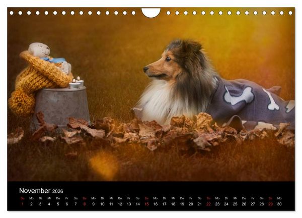 Produktbild: Wir lieben Shelties (Wandkalender 2026 DIN A4 quer), CALVENDO Monatskalender