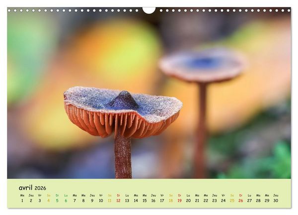 Produktbild: Champignons tout en couleurs (Calendrier mural 2026 DIN A3 vertical), CALVENDO calendrier mensuel