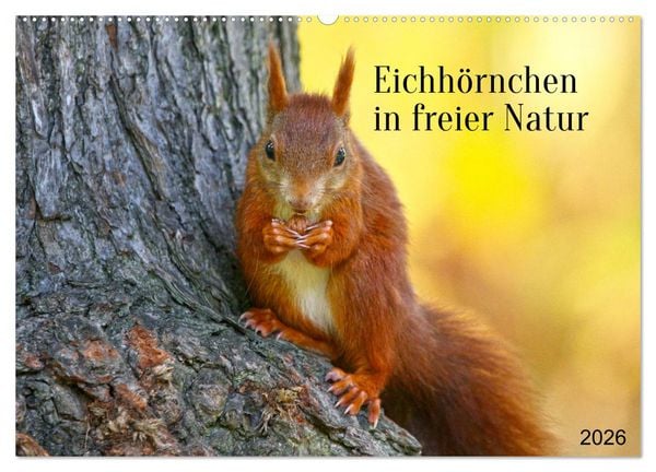 Produktbild: Eichh&ouml;rnchen in freier Natur (Wandkalender 2026 DIN A2 quer), CALVENDO Monatskalender