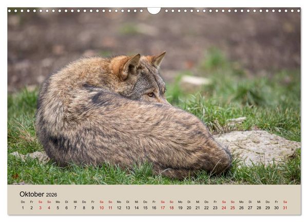 Produktbild: Wolfsrudel (Wandkalender 2026 DIN A3 quer), CALVENDO Monatskalender