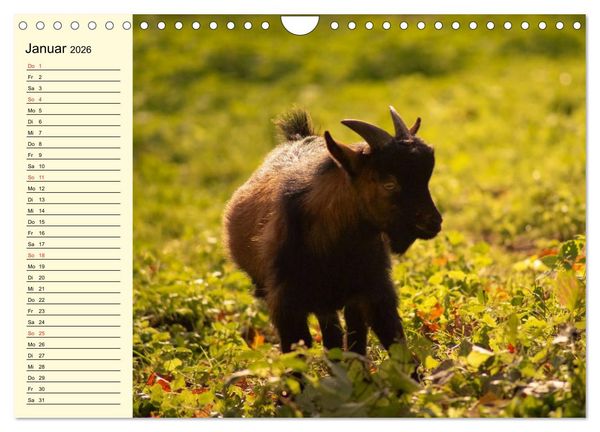 Produktbild: Ziegen. Lustige Ausbruchsk&uuml;nstler (Wandkalender 2026 DIN A4 quer), CALVENDO Monatskalender