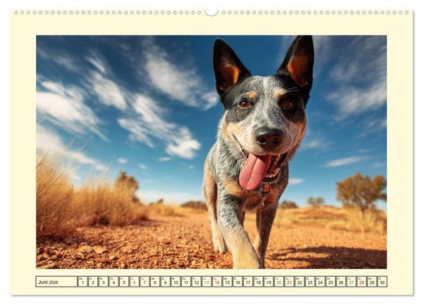 Produktbild: Australian Cattle Dogs. Echte Cowboys und Helden der Farm (hochwertiger Premium Wandkalender 2026 DIN A2 quer), Kunstdruck in Hochglanz