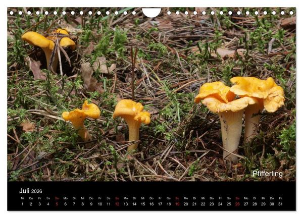 Produktbild: Pilzkalender (Wandkalender 2026 DIN A4 quer), CALVENDO Monatskalender