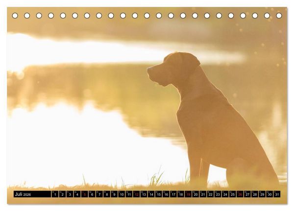 Produktbild: Ridgeback King (Tischkalender 2026 DIN A5 quer), CALVENDO Monatskalender