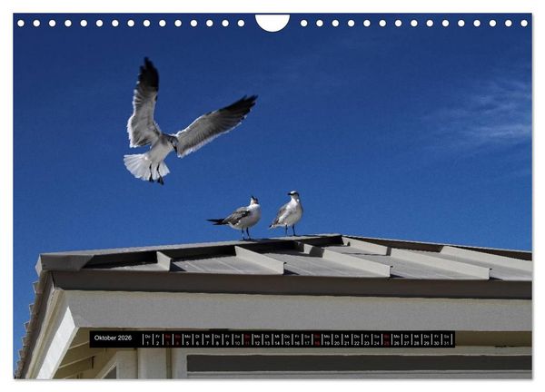 Produktbild: Florida Impressionen (Wandkalender 2026 DIN A4 quer), CALVENDO Monatskalender