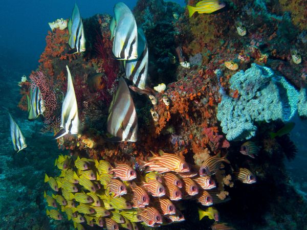 Produktbild: CALVENDO Puzzle Unterwasserwelt - Fischschwarm Raja Ampat | 1000 Teile Lege-Gr&ouml;&szlig;e 64x48cm Foto-Puzzle f&uuml;r gl&uuml;ckliche Stunden