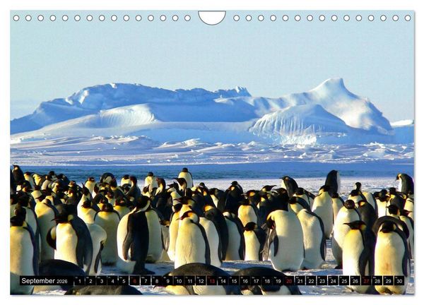 Produktbild: Pinguine - Watscheln im festlichen Kleid (Wandkalender 2026 DIN A4 quer), CALVENDO Monatskalender