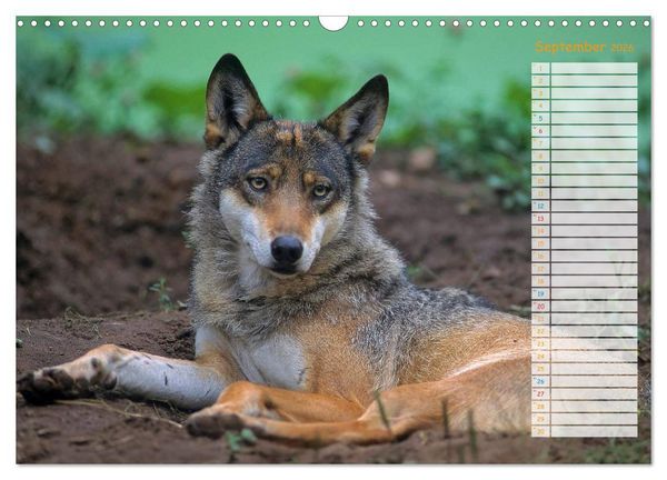 Produktbild: Tiere des Waldes (Wandkalender 2026 DIN A3 quer), CALVENDO Monatskalender
