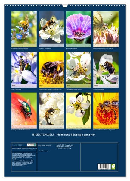 Produktbild: INSEKTENWELT - Heimische N&uuml;tzlinge ganz nah (Wandkalender 2026 DIN A2 hoch), CALVENDO Monatskalender