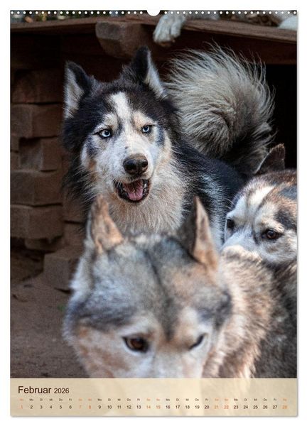 Produktbild: Im Husky-Rudel (hochwertiger Premium Wandkalender 2026 DIN A2 hoch), Kunstdruck in Hochglanz