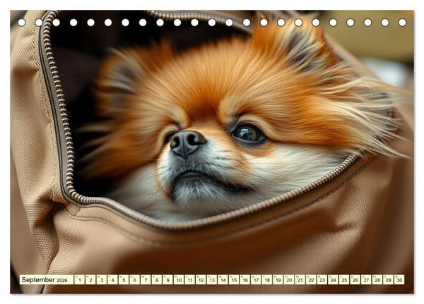 Produktbild: Tausendsassa - Pomeranian (Tischkalender 2026 DIN A5 quer), CALVENDO Monatskalender