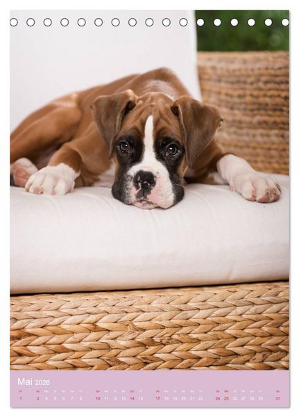 Produktbild: Tierkinder Hunde und Katzen (Tischkalender 2026 DIN A5 hoch), CALVENDO Monatskalender