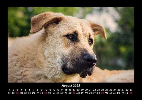 Produktbild: Hunde 2025 Fotokalender DIN A3