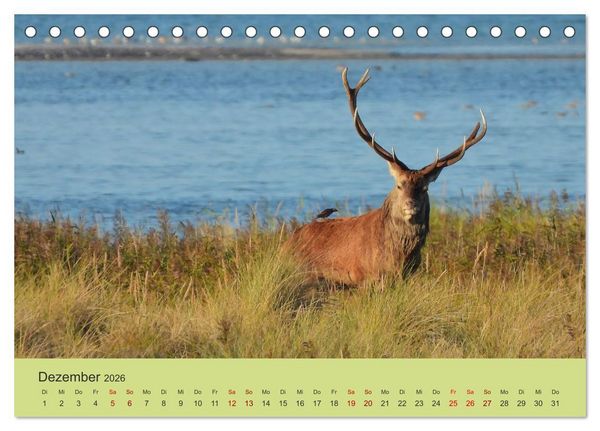 Produktbild: K&uuml;sten Hirsche - Rotwild auf dem Dar&szlig; (Tischkalender 2026 DIN A5 quer), CALVENDO Monatskalender