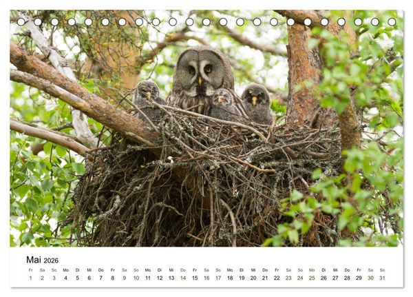 Produktbild: Finnland: eine tierische Entdeckungsreise (Tischkalender 2026 DIN A5 quer), CALVENDO Monatskalender