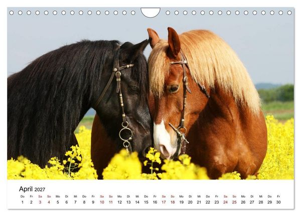 Produktbild: Pferde - im Galopp durch's Jahr 2027 (Wandkalender 2027 DIN A4 quer), CALVENDO Monatskalender