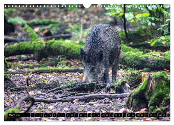Produktbild: Arnsberger Wald (Wandkalender 2026 DIN A3 quer), CALVENDO Monatskalender