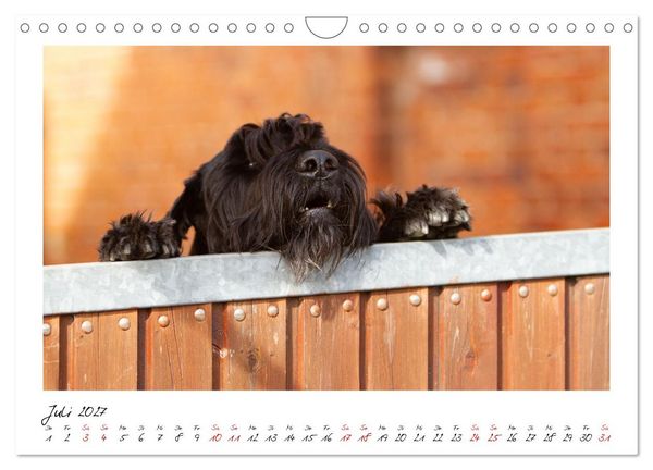 Produktbild: Riesenschnauzer - Herz auf vier Pfoten (Wandkalender 2027 DIN A4 quer), CALVENDO Monatskalender