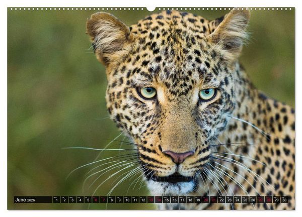 Produktbild: Leopards in the wild (High Quality Premium Wall Calendar 2026 DIN A2 landscape),CALVENDO 12 Month Wall Calendar