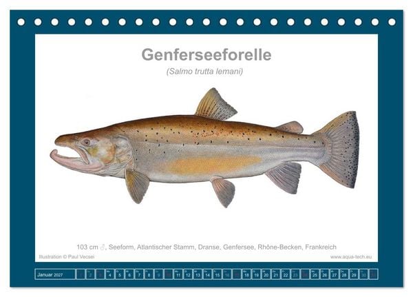 Produktbild: Fisch als Kunst 2027: Seeforellen (Tischkalender 2027 DIN A5 quer), CALVENDO Monatskalender