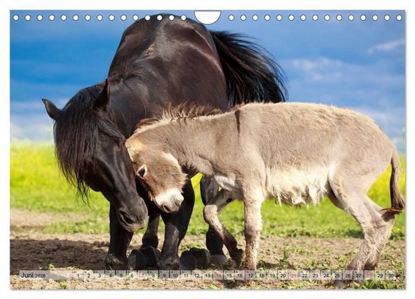 Produktbild: Beste Freunde - Bezaubernde Tierfreundschaften (Wandkalender 2026 DIN A4 quer), CALVENDO Monatskalender