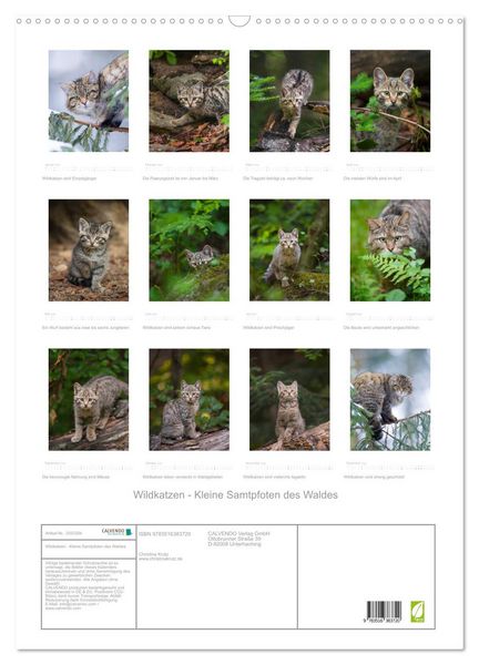 Produktbild: Wildkatzen - Kleine Samtpfoten des Waldes (Wandkalender 2026 DIN A2 hoch), CALVENDO Monatskalender