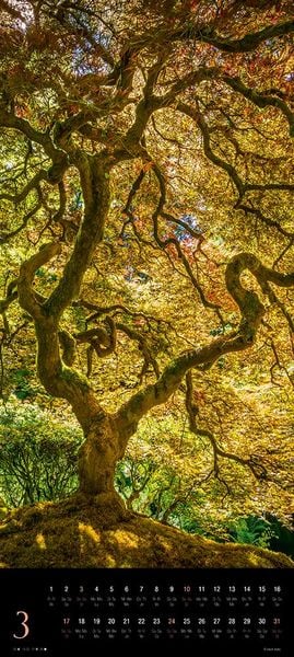 Produktbild: Trees 2024