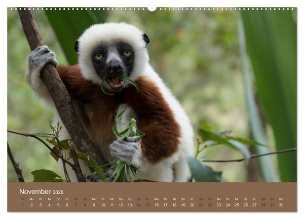 Produktbild: Madagaskars wundersame Tierwelt (hochwertiger Premium Wandkalender 2026 DIN A2 quer), Kunstdruck in Hochglanz