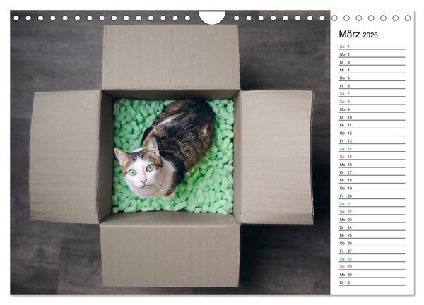 Produktbild: Karton Katzen (Wandkalender 2026 DIN A4 quer), CALVENDO Monatskalender
