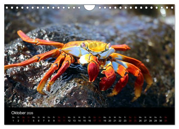 Produktbild: Ama la Vida Ecuador (Wandkalender 2026 DIN A4 quer), CALVENDO Monatskalender