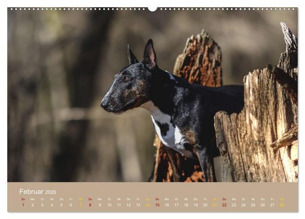 Produktbild: Bullterrier, liebenswerte Sturk&ouml;pfe (hochwertiger Premium Wandkalender 2026 DIN A2 quer), Kunstdruck in Hochglanz