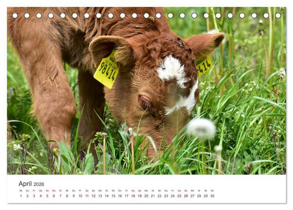 Produktbild: K&auml;lber - Kleine Herzensbrecher auf den Wiesen (Tischkalender 2026 DIN A5 quer), CALVENDO Monatskalender