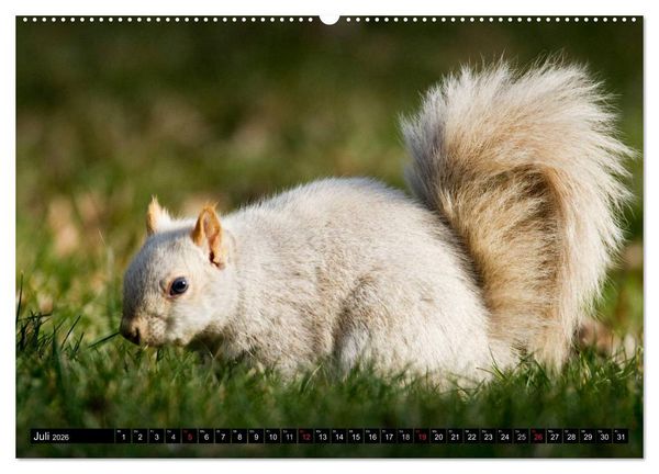 Produktbild: EICHH&Ouml;RNCHEN (hochwertiger Premium Wandkalender 2026 DIN A2 quer), Kunstdruck in Hochglanz