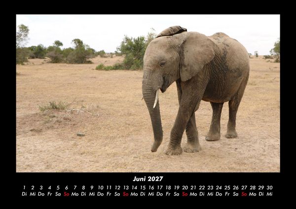 Produktbild: Der Elefantenkalender 2027 Fotokalender DIN A3