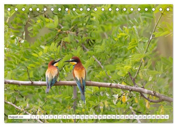 Produktbild: Bunte Flieger (Tischkalender 2026 DIN A5 quer), CALVENDO Monatskalender