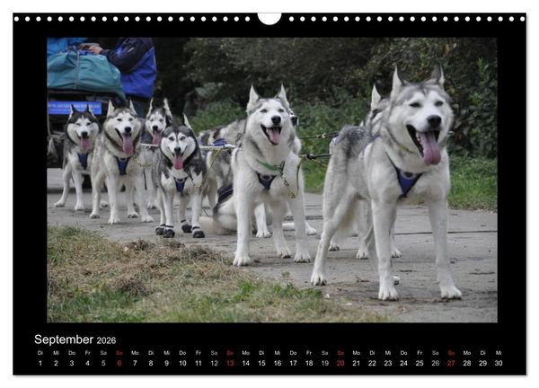 Produktbild: Husky-Kalender (Wandkalender 2026 DIN A3 quer), CALVENDO Monatskalender