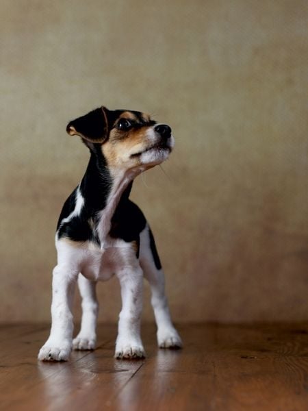 Produktbild: CALVENDO Puzzle Liu - Jack Russel-Terrier, 10 Wochen 1000 Teile Puzzle hoch | 1000 Teile Lege-Gr&ouml;&szlig;e 64 &times; 48 cm Foto-Puzzle f&uuml;r gl&uuml;ckliche Stunden