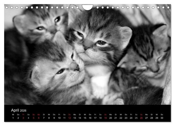 Produktbild: geliebte Katzen - auf Samtpfoten durchs Jahr (Wandkalender 2026 DIN A4 quer), CALVENDO Monatskalender