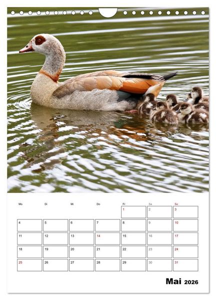 Produktbild: G&auml;nse, geliebte Wasserv&ouml;gel (Wandkalender 2026 DIN A4 hoch), CALVENDO Monatskalender