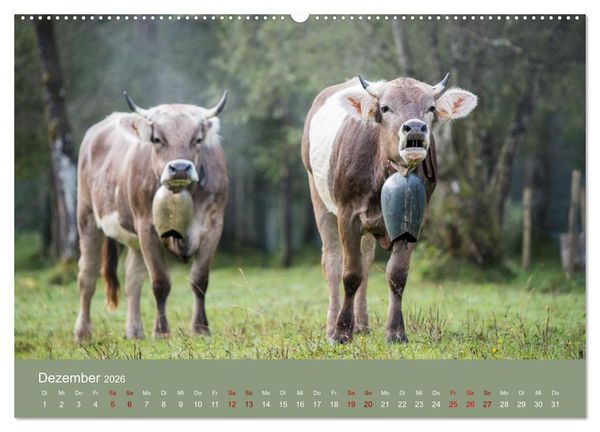 Produktbild: Allg&auml;uer Rindvieh 2026 (hochwertiger Premium Wandkalender 2026 DIN A2 quer), Kunstdruck in Hochglanz