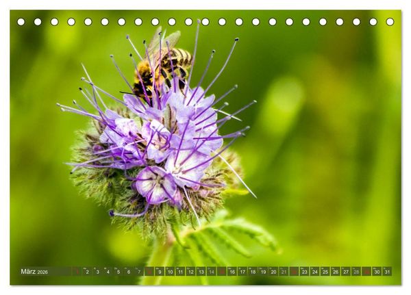Produktbild: BIENEN - Kleine N&uuml;tzlinge ganz gro&szlig; (Tischkalender 2026 DIN A5 quer), CALVENDO Monatskalender