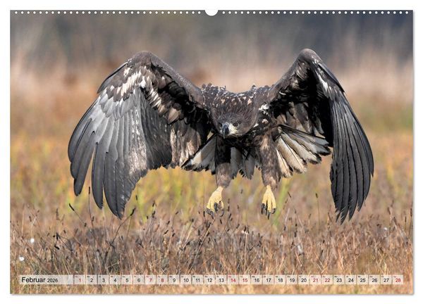 Produktbild: Majest&auml;tische Seeadler (Wandkalender 2026 DIN A2 quer), CALVENDO Monatskalender