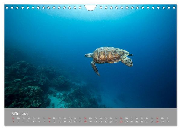 Produktbild: Meeresschildkr&ouml;ten der Karibik (Wandkalender 2026 DIN A4 quer), CALVENDO Monatskalender