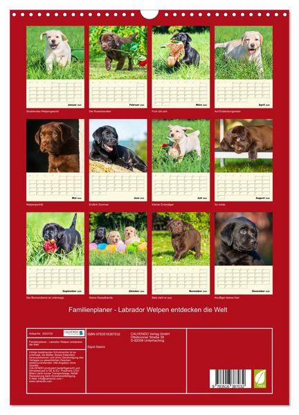 Produktbild: Familienplaner - Labrador Welpen entdecken die Welt (Wandkalender 2026 DIN A3 hoch), CALVENDO Monatskalender
