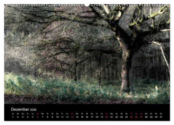 Produktbild: Mystische W&auml;lder (hochwertiger Premium Wandkalender 2026 DIN A2 quer), Kunstdruck in Hochglanz